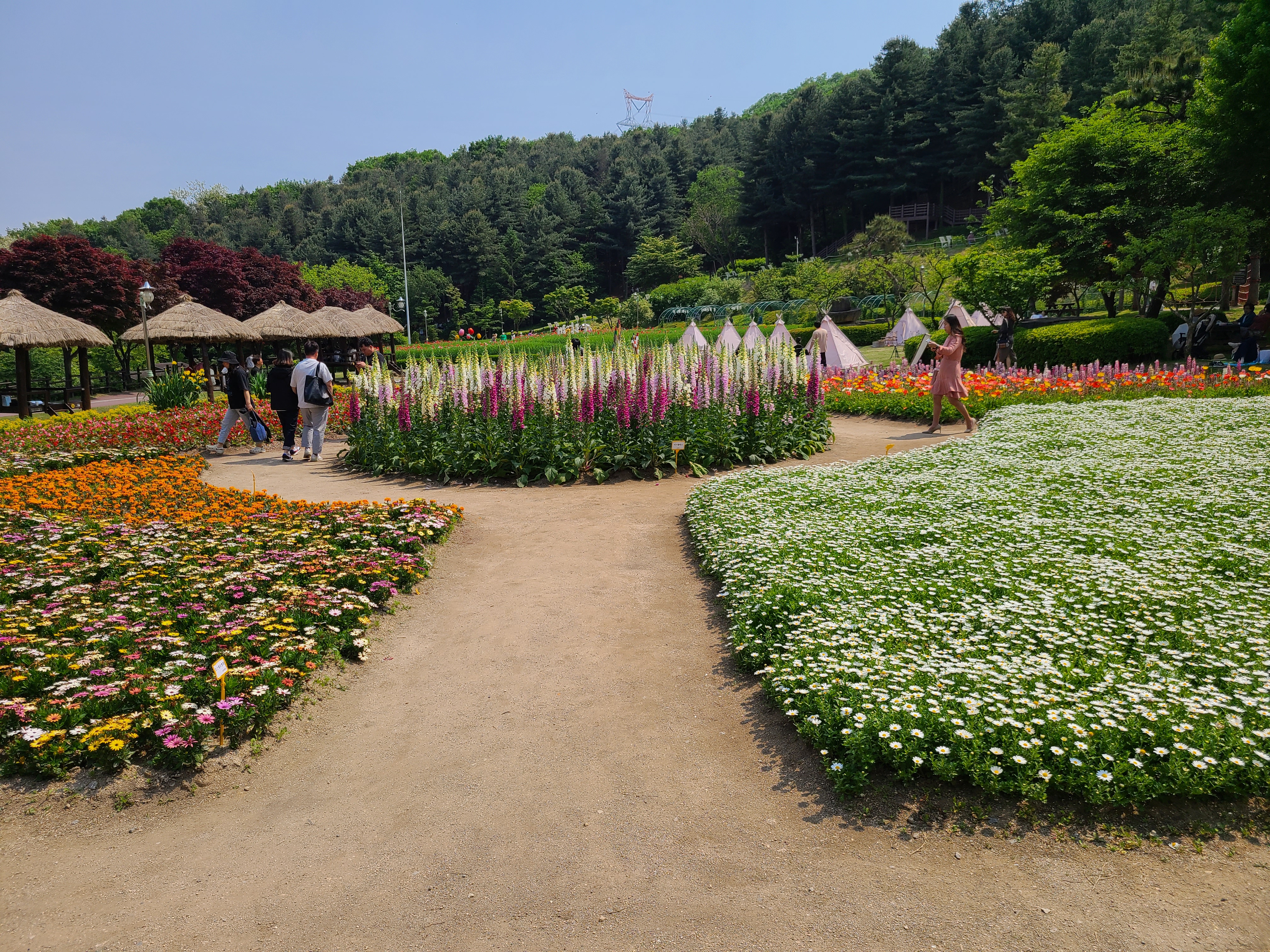 용인 농촌 테마파크 꽃들