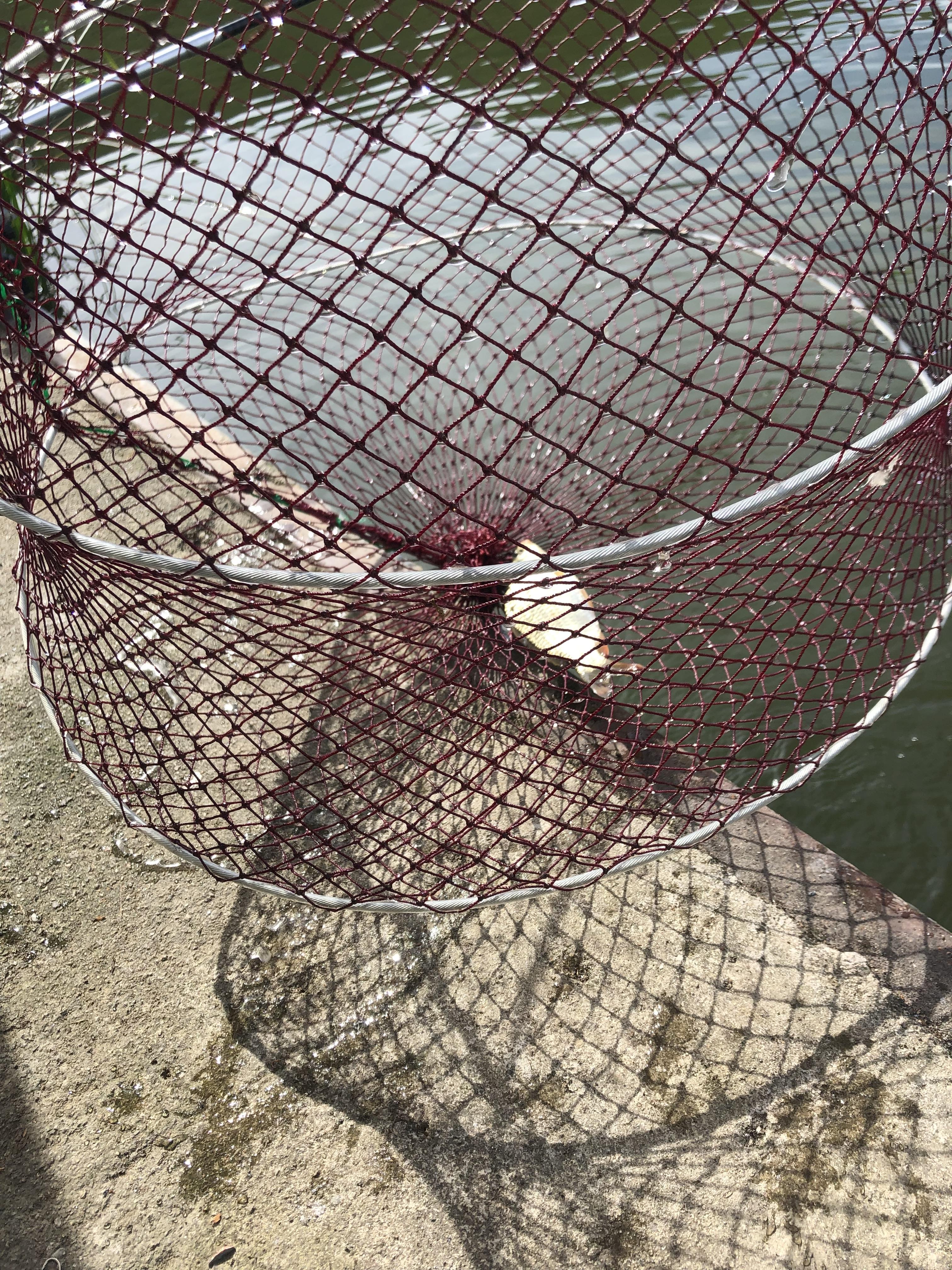 복상골낚시터-붕어