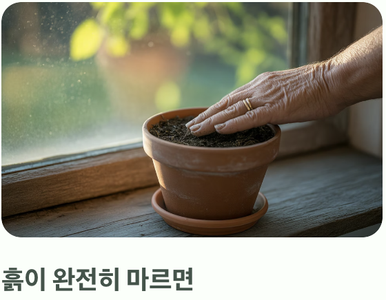 가장 중요한 단 하나의 규칙, 물주기