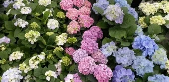 수국 키우는법 개화시기 삽목시기 가지치기 화분 물주기_10