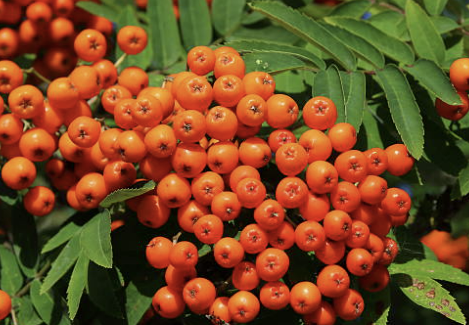 마가목 효능 부작용 먹는 방법 재배 열매, 나무 총정리