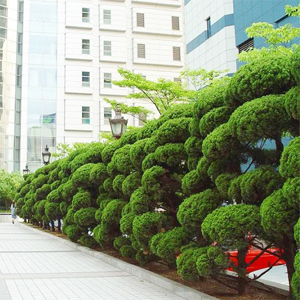 [정원수목]모기&middot;해충 줄이는 정원수 추천 10가지