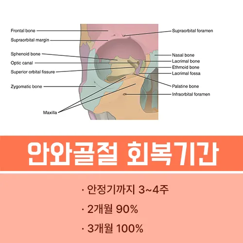 안와골절 회복기간