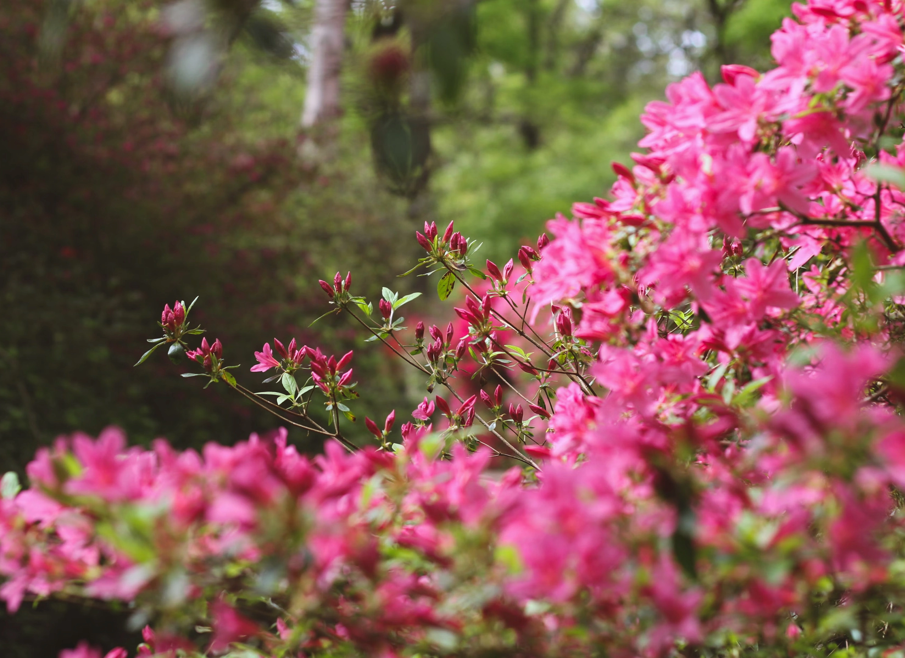 봄꽃 개화시기 2025