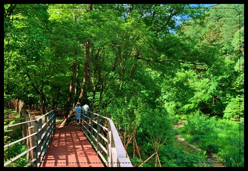 지구 온난화 해결방안-숲과 토양 관리
