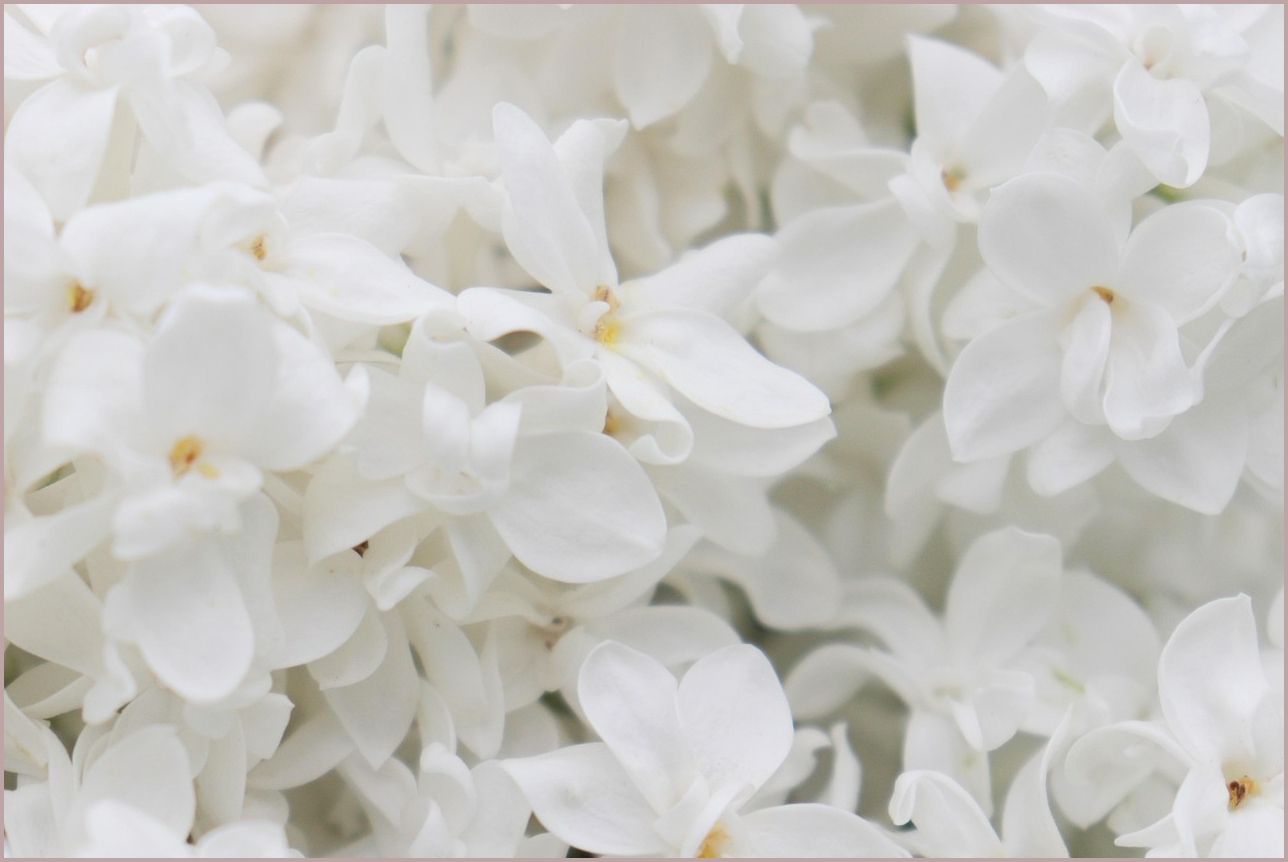 스타리아 가격표