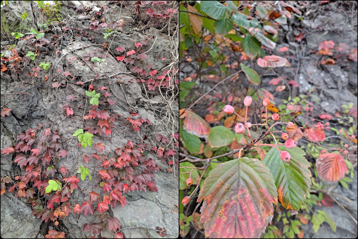 황산도 바위 나뭇잎들