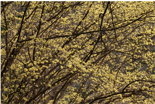 구례 산수유 꽃 축제