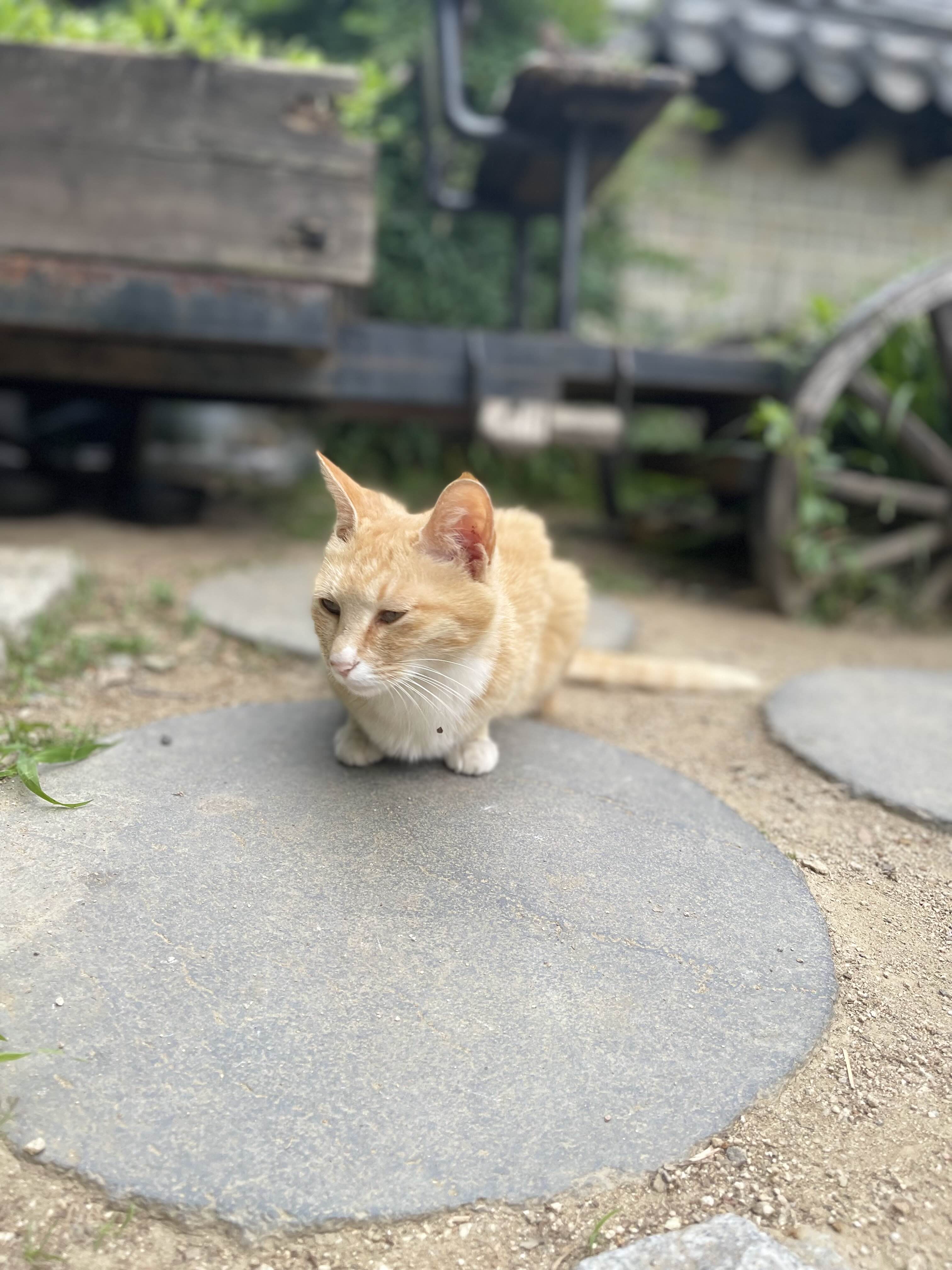 전주_한옥마을_고양이