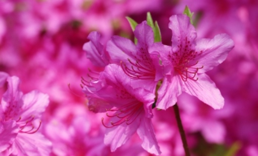 2025 군포 철쭉축제 교통 안내