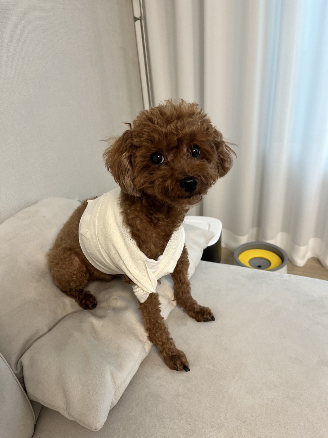 강아지 피부 질환 예방법