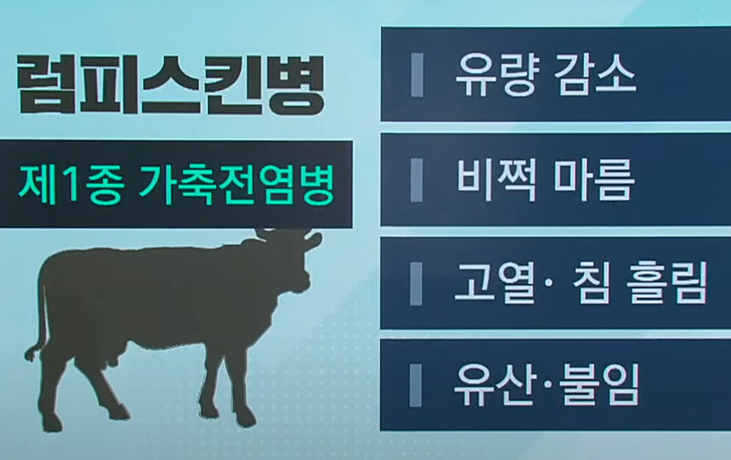 럼피스킨병
