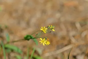 씀바귀 고들빼기 차이점 효능 비교_13