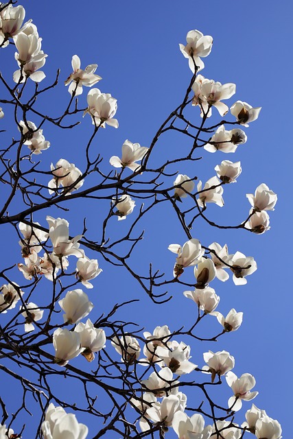 https://cdn.pixabay.com/photo/2020/03/22/10/07/magnolia-4956533_640.jpg