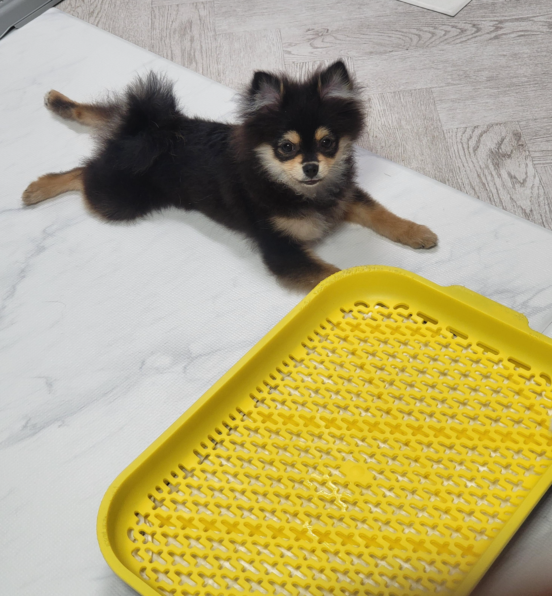 배변 훈련 중인 달콩