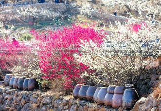 2024년 광양 매화축제 주차장위치 알아보기