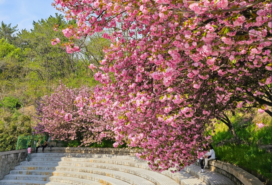 창원 늘푸른전당 겹벚꽃1