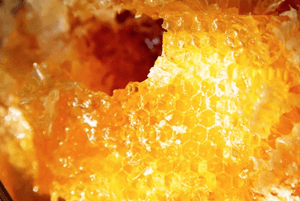 프로폴리스효능07