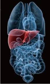 지방간 없애는 방법