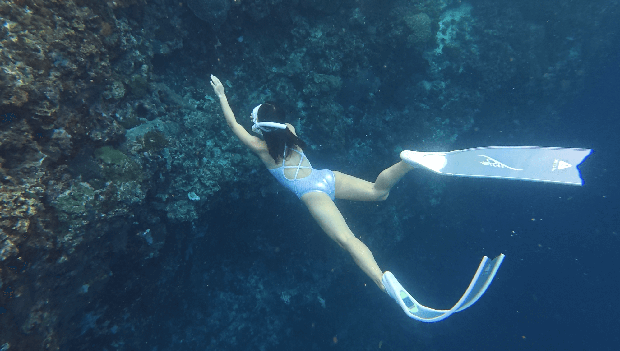 나팔링 정어리떼