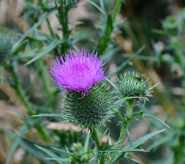 엉겅퀴 효능, 부작용, 먹는법
