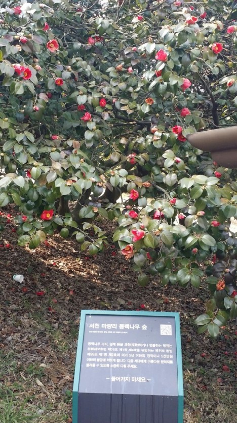 서천 동백꽃 주꾸미 축제