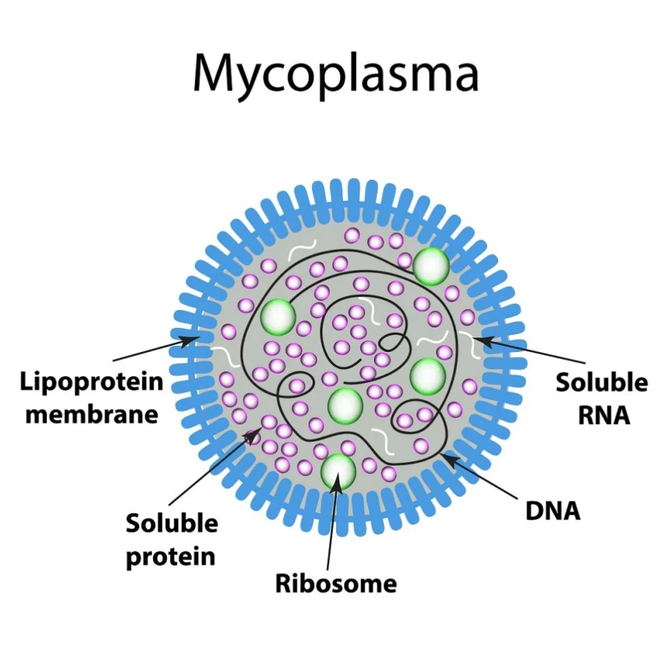 마이코플라스마 폐렴