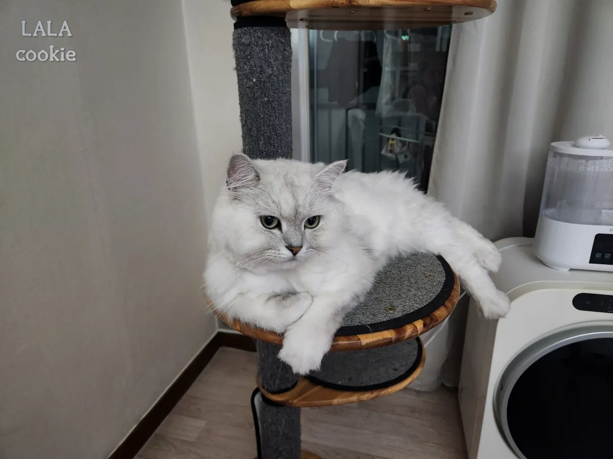 고양이-눈병-결막염-각막염-치료-완치해서-눈을-잘-뜬다