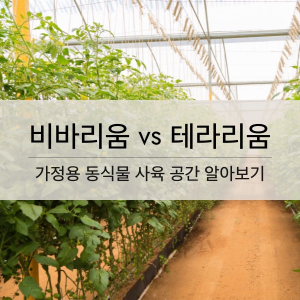 비바리움 과 테라리움의 뜻과 특징 알아보기
