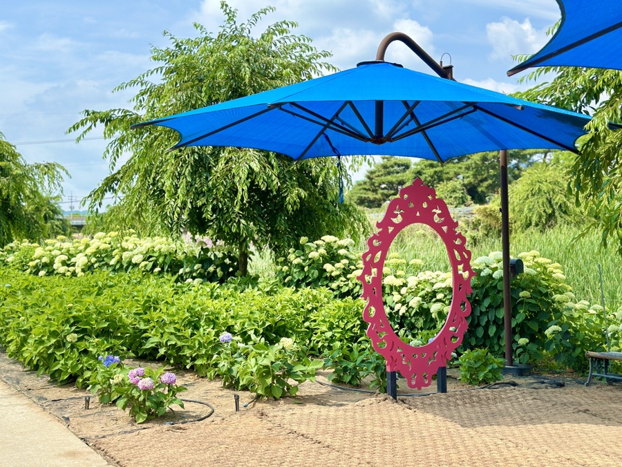 유구색동수국정원 수국축제