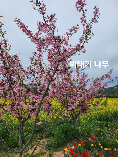 &quot;박태기 나무의 분홍빛 꽃이 활짝 핀 모습&quot;