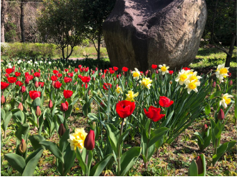하늘빛수목원 튤립축제 이미지9