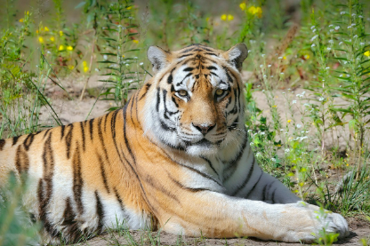 2025년 7월 호랑이띠(생년별) 운세