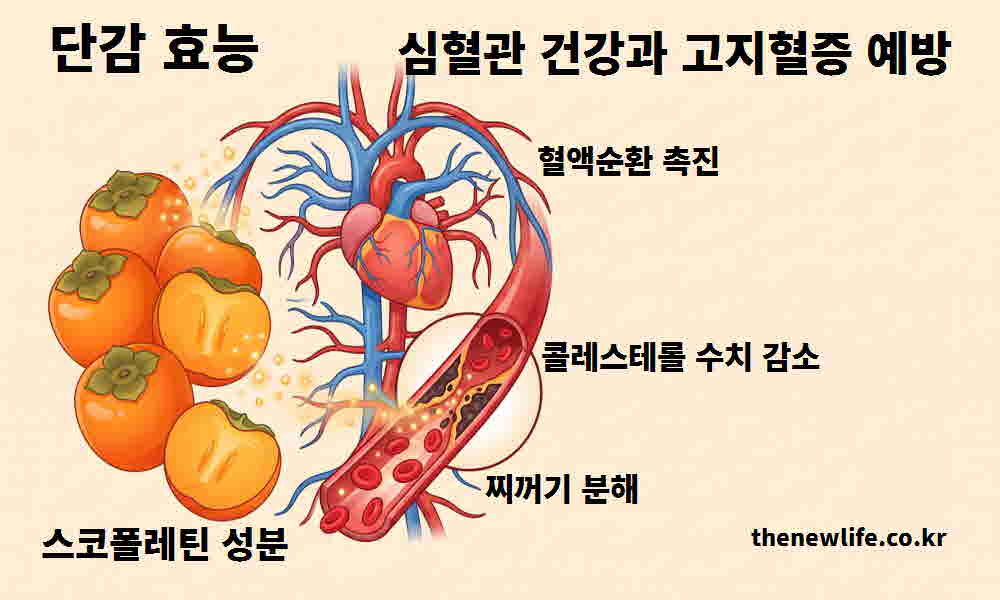 단감 효능 심혈관 건강 고지혈증 예방