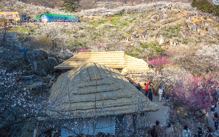 매화풍경