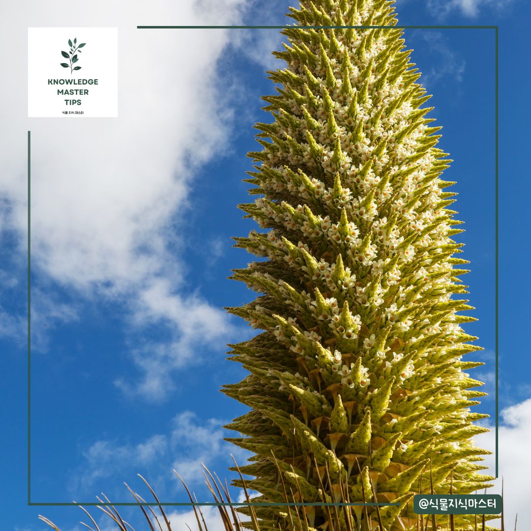 안데스 산맥 고지대에서만 자라는 푸야 라이몬디