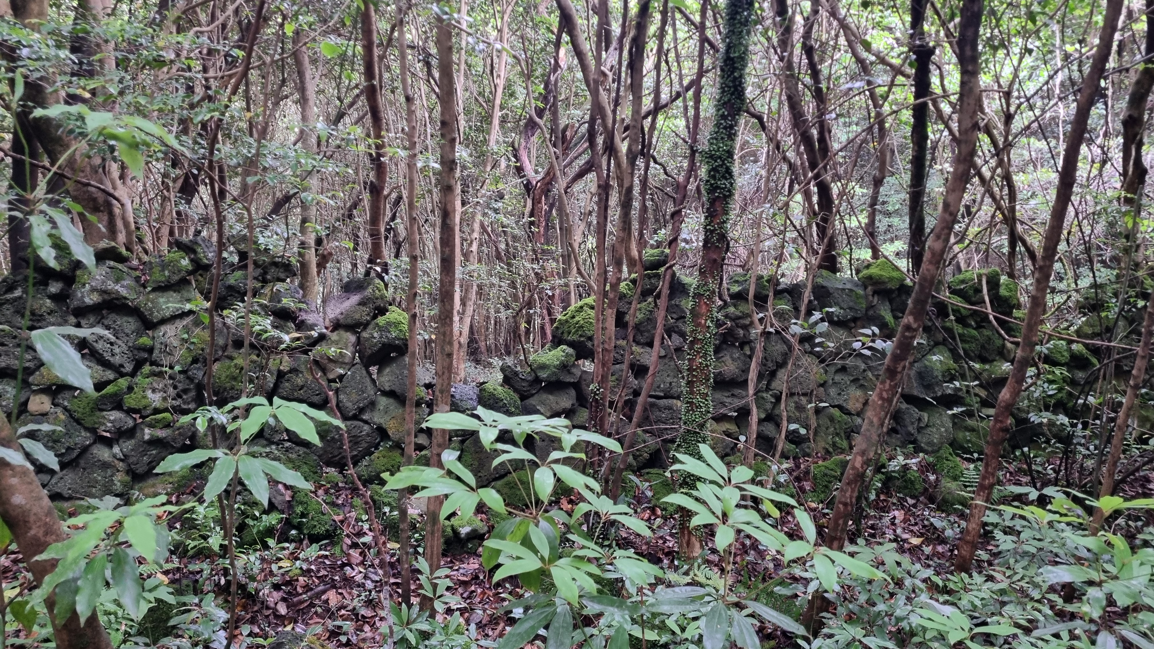 제주 추억의 숲길