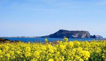 제주 유채꽃 개화 시기 봄 여행 필수 코스_11