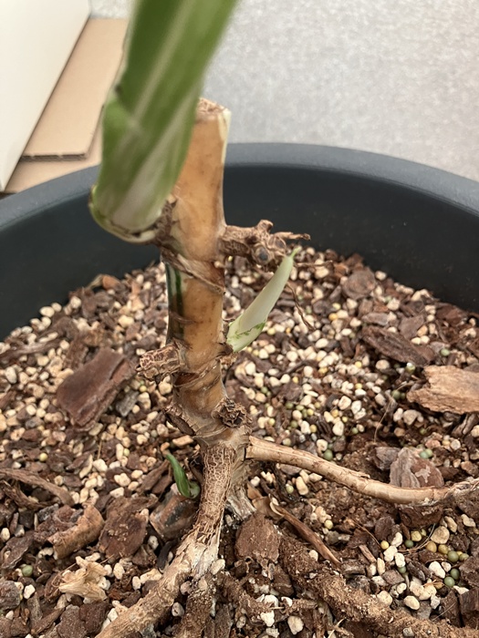 몬스테라 벌브에 올라온 눈자리 모습