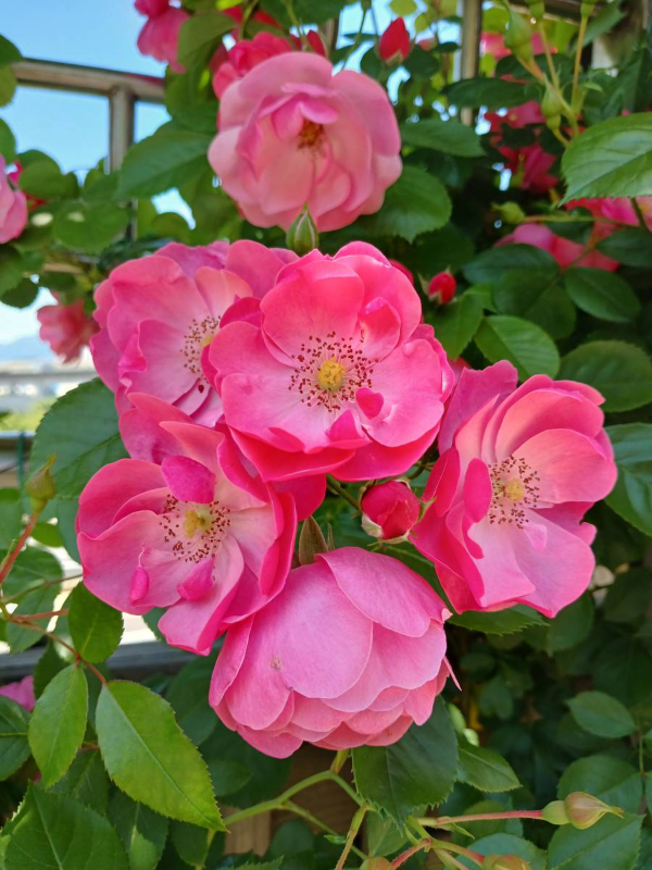 장미공원 예쁜 장미