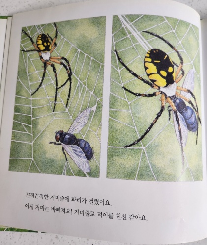 멋진 거미