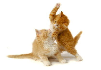 위협하고 있는 고양이.