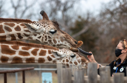공공기관 정규직 사육사와 민간 계약직 사육사의 차이