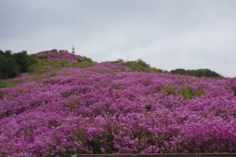 남원 봉화산 철쭉 산행 주차장 등산코스_23