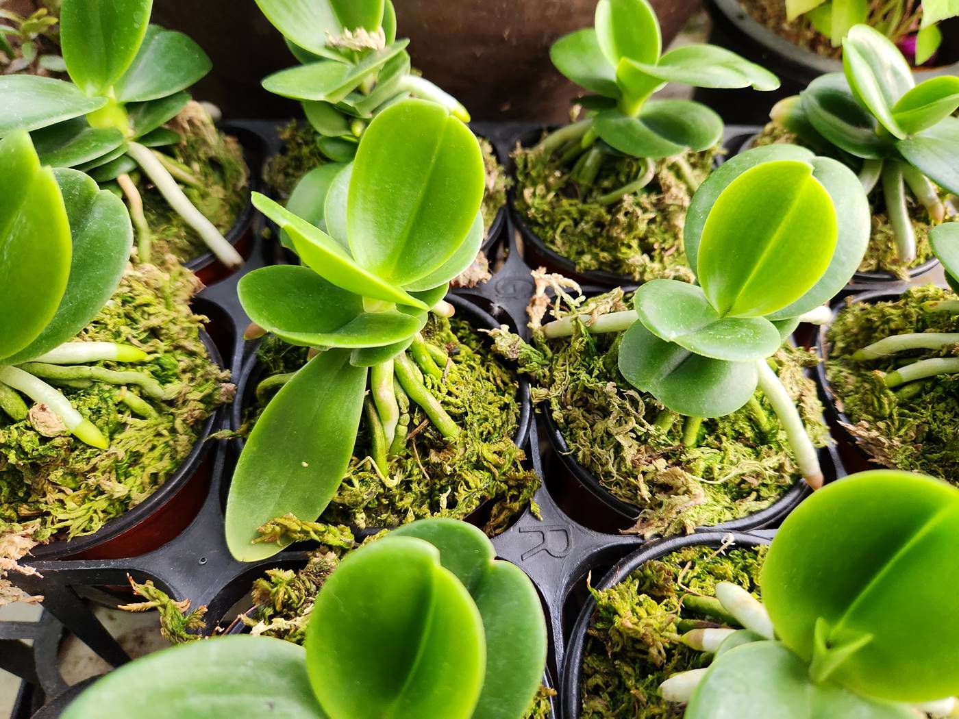 대엽풍란(나도풍란)