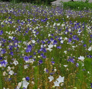 도라지 효능 부작용 고르는법 먹는법 꽃 총정리