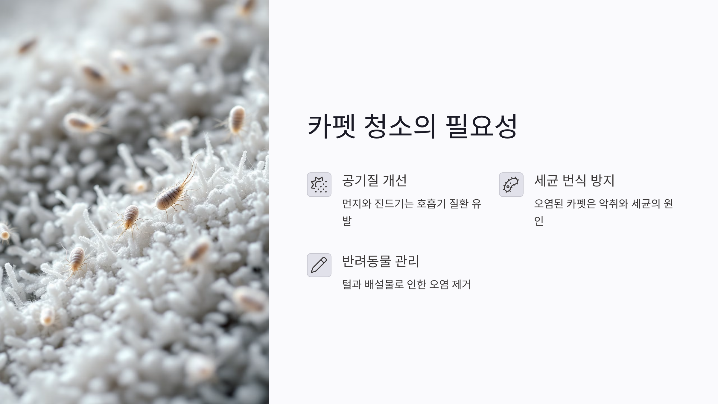 전문가가 추천하는 카펫 청소의 필요성