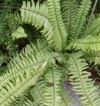 고사리 효능과 부작용 고르는법 칼로리