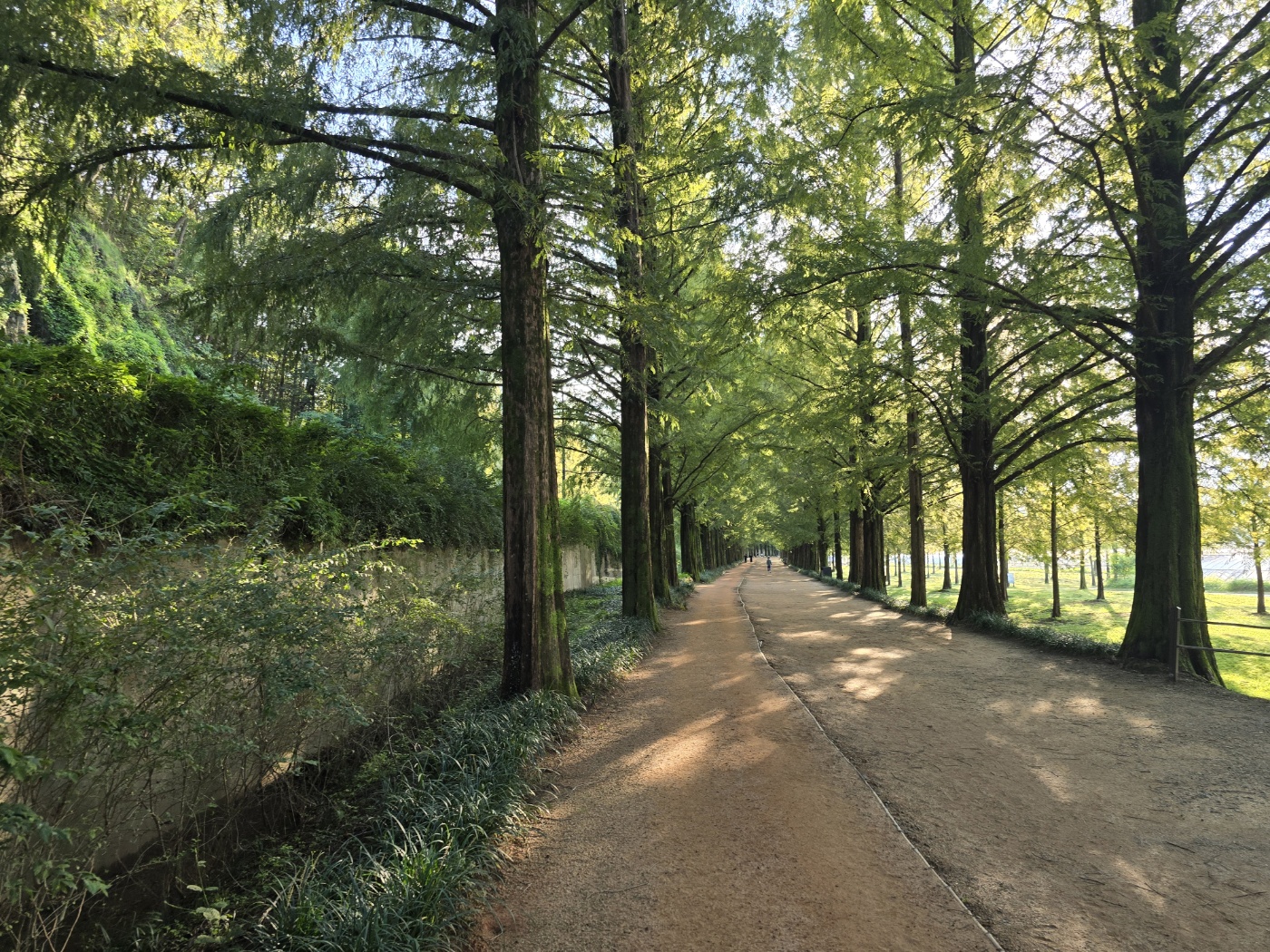 메타세쿼이아랜드-거리3