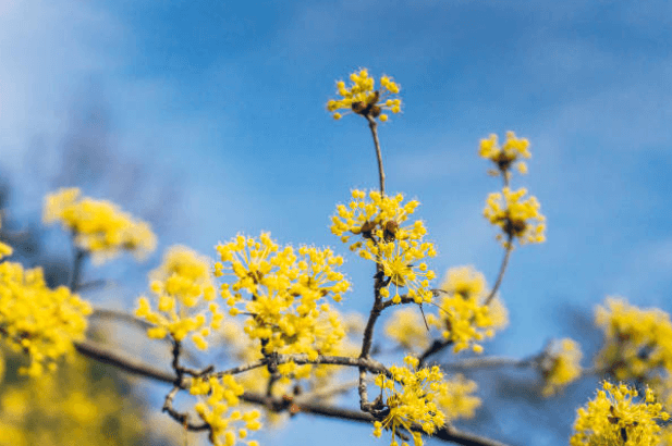 봄에 피는 꽃 순서
